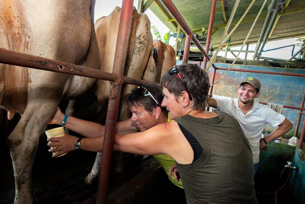 woman milking a cow