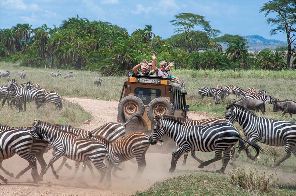 group of zebras with jeep tour