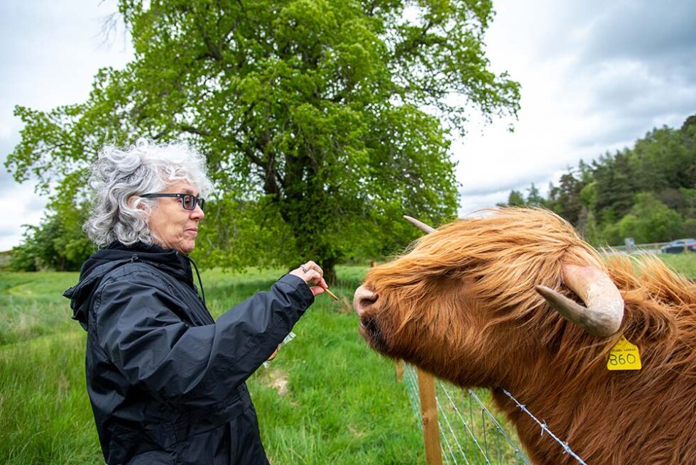 woman feeding a cow