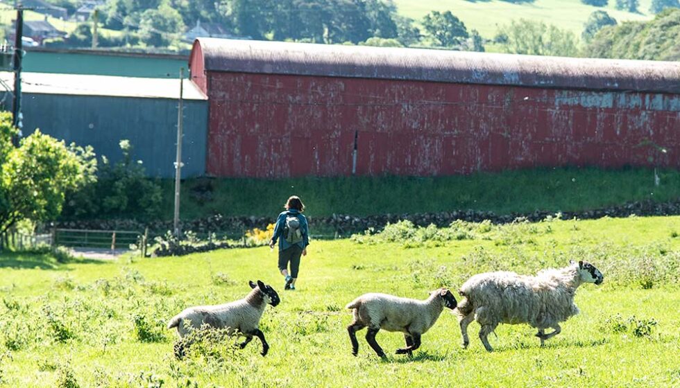 goats outside a barn