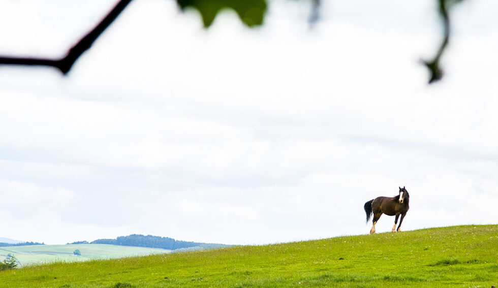 horse on a hill